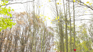 Lesbea - Pert Nymphette In Fishnet Stockings