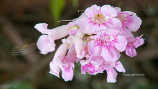 X-ART - Sunset Lesbian Nymphos