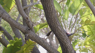 LezBeBad - Sitters Sneaky Peeking