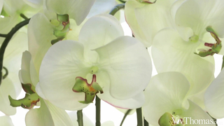 VivThomas - Zazie Skymm - Desiring Attention