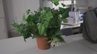 BOKO-022 - Azu Amatsuki - The Pressure Of The 'tit Fuck'