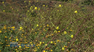 GirlsWay -  Lana Rhoades - Woman Seeking Women