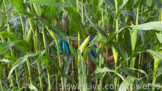 Siswet19 Getting Pounded By MeesteresNoir With A Massive Corn Dildo